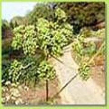 Angelica Extract